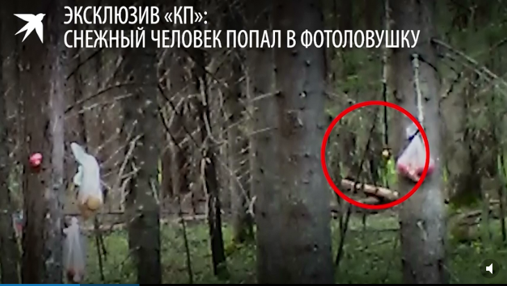 Жители Коми сняли на видео, как в лесу бродит снежный человек
