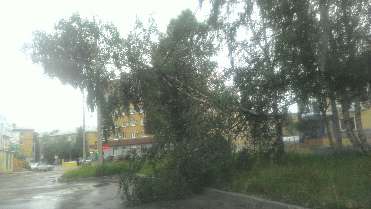 За ночь в Ухте ураганный ветер повалил деревья (фото)