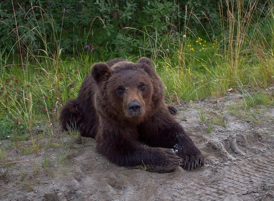 Житель Коми сделал селфи с диким медведем