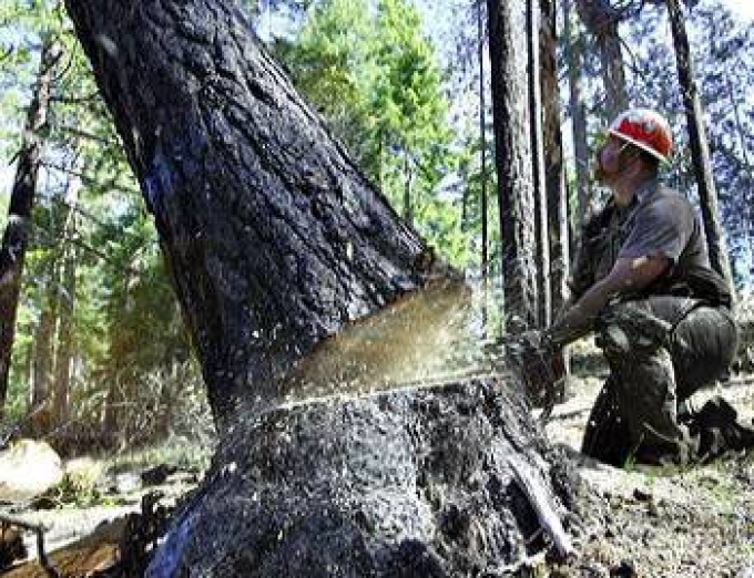 В Коми начинается суд над дровосеком, который убил рыбака деревом
