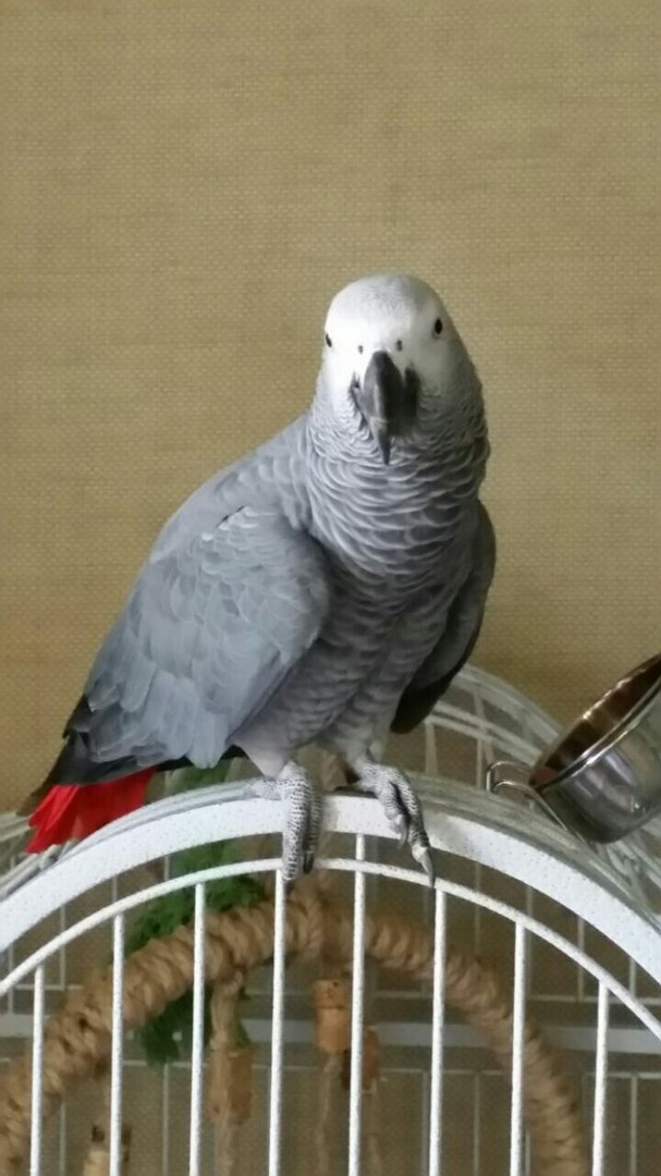 В Коми объявлен новый гонорар за поиски попугая Федьки