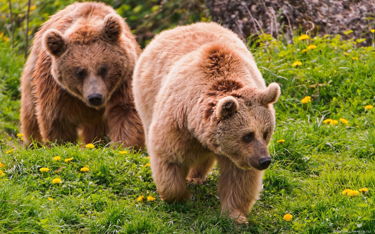 Между Шудаягом и Ярегой нашли лежбище медведей