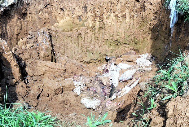 На поле в Коми нашли громадное кладбище коров