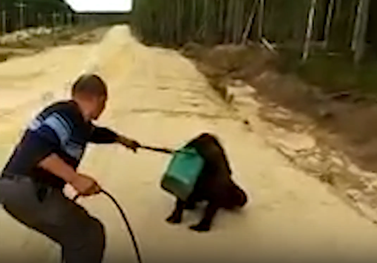 Новости России: В Якутии ищут медведя с канистрой на голове