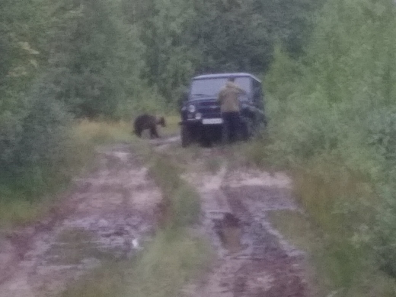 В лесу в Коми за грибником гонялся медведь (фото)