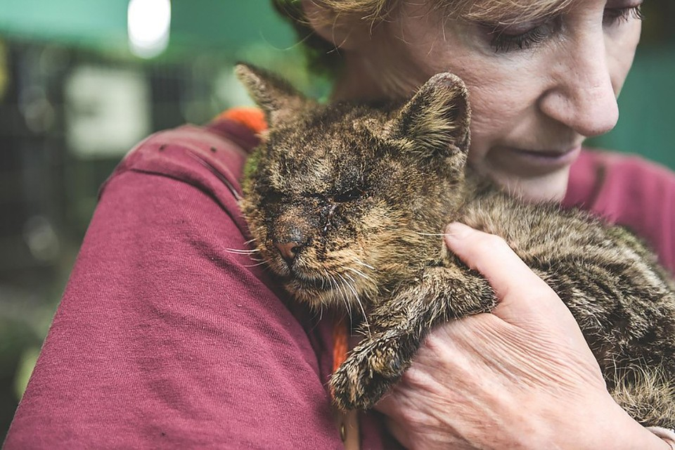 Добро без огласки - ухтинка 15 лет помогает бездомным животным