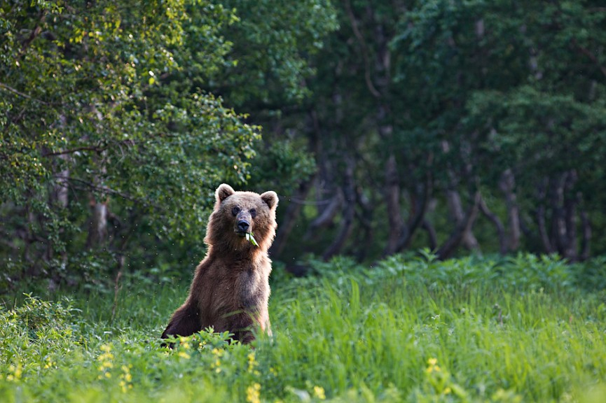 В Коми женщина с ребенком убегала от медведя, который ждал их в ягоднике