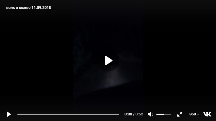 В Коми мужчины на автомобиле гонялись за волком-одиночкой (фото, видео)