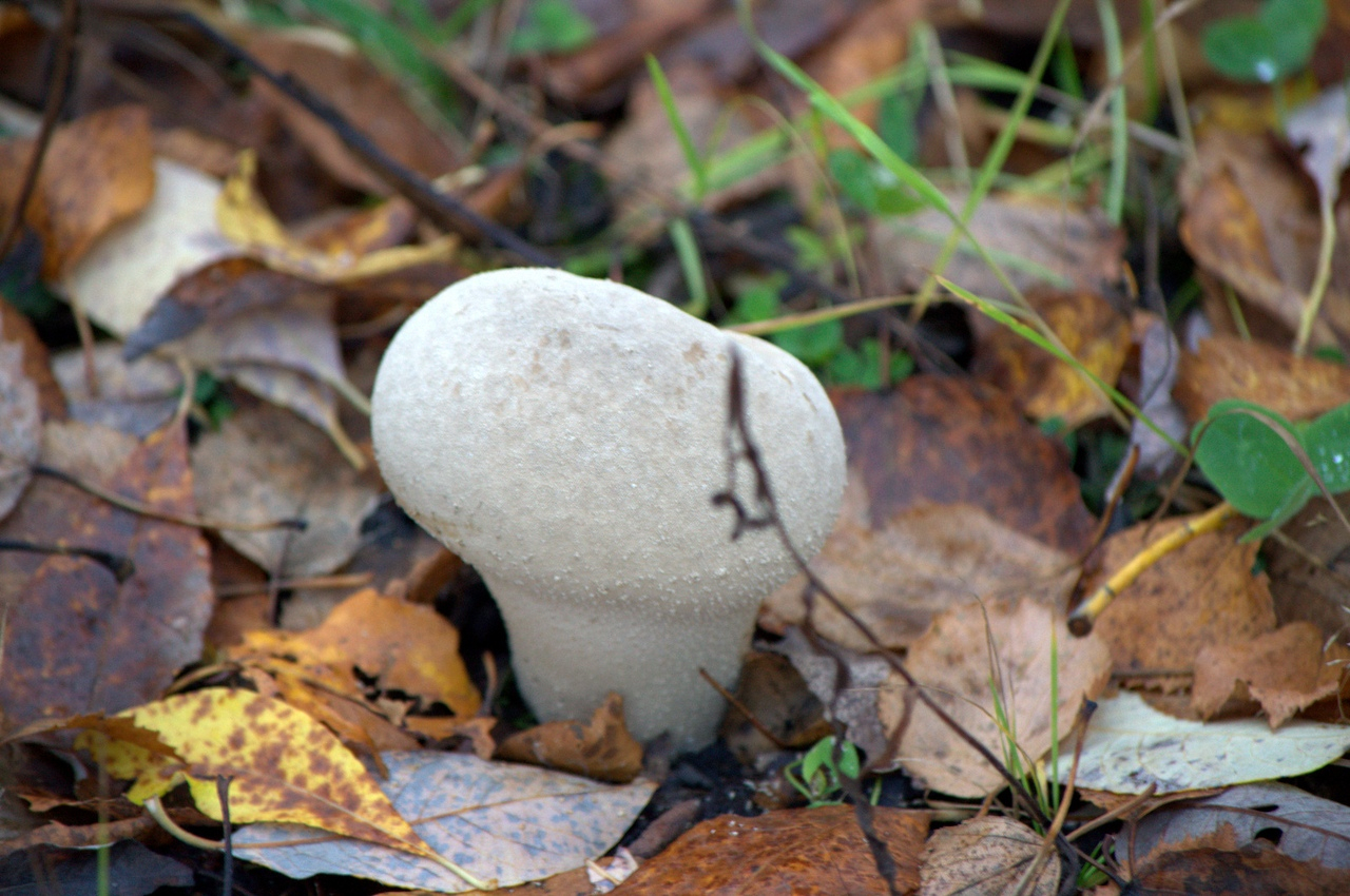 В Коми из-за неурожая грибов начали есть дождевики