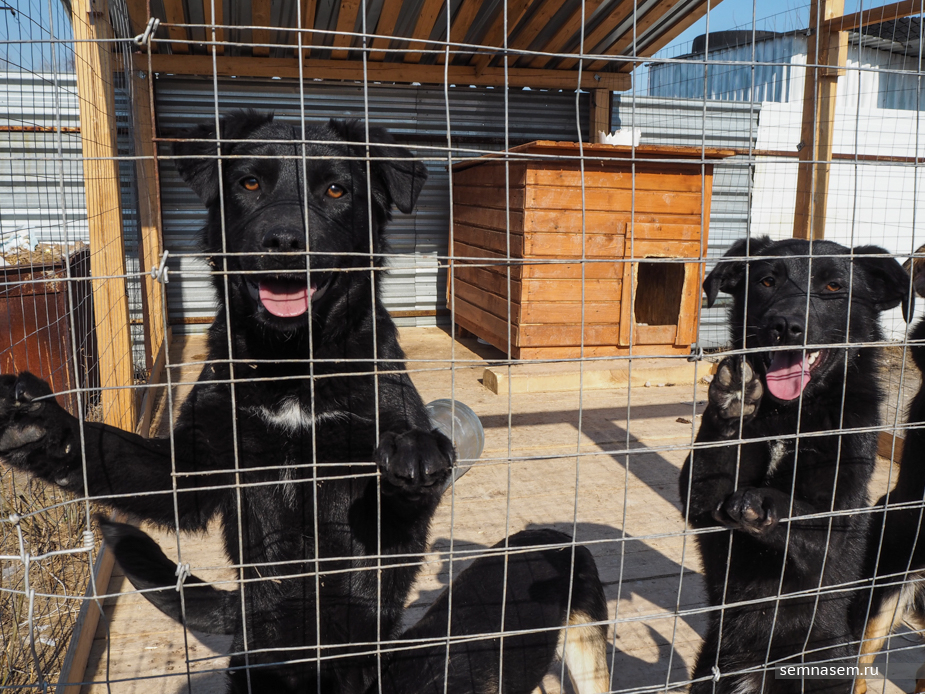 В Ухте в приюте может умереть полторы сотни собак, им нужна помощь
