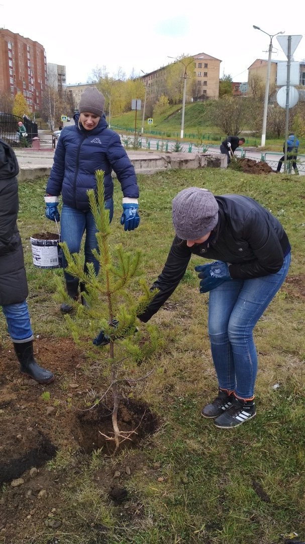 В Ухте посадили 100 новых деревьев