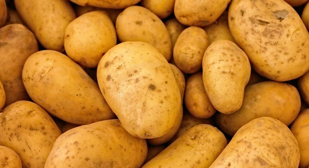 В Коми собрали картофеля в два раза больше, чем в прошлом году