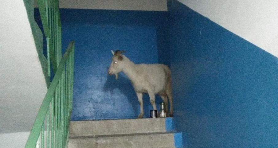 В одном из городов Коми козы заходят погреться в подъезды многоэтажек
