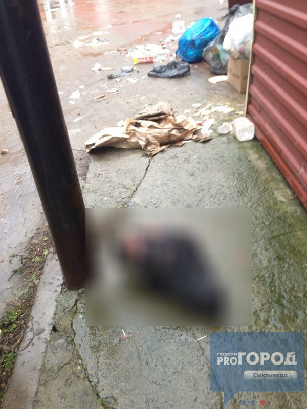 В центре города в Коми валялась отрубленная голова коровы (фото строго 16+)