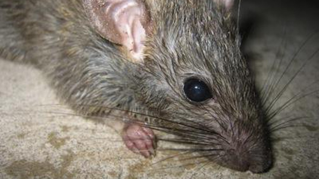 В России с помощью крыс находят  рак и туберкулез на ранних стадиях