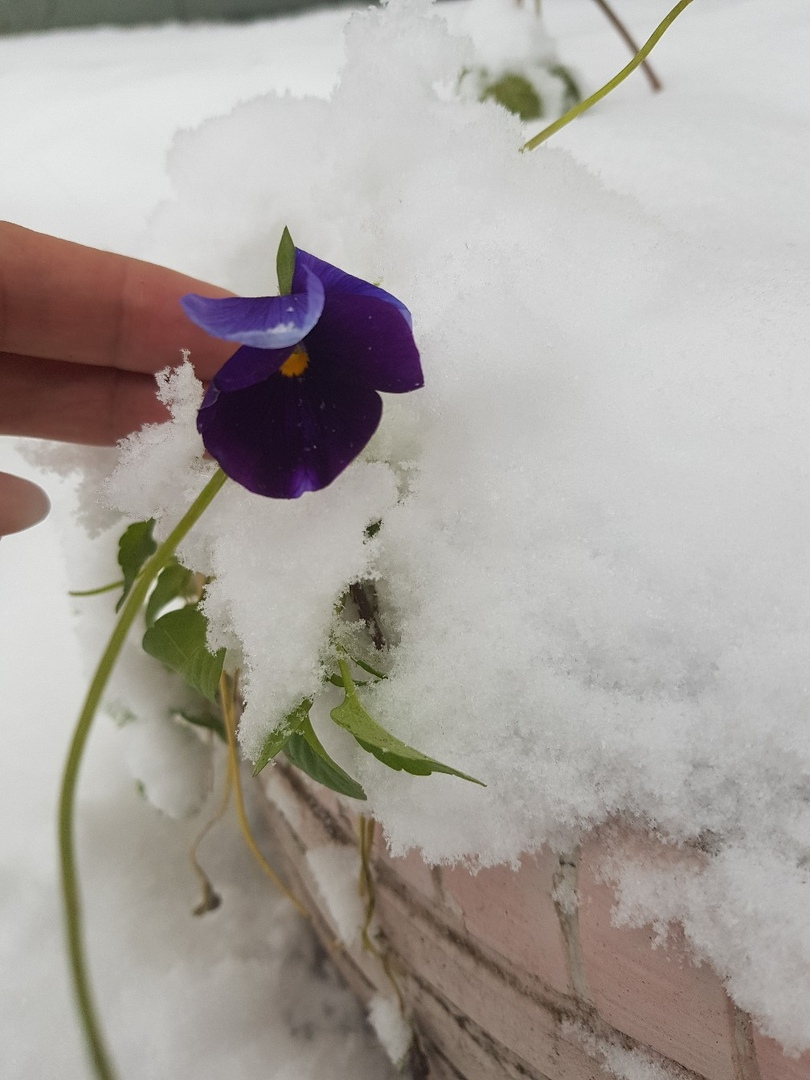 В Печоре под снегом цветут “Анютины глазки”