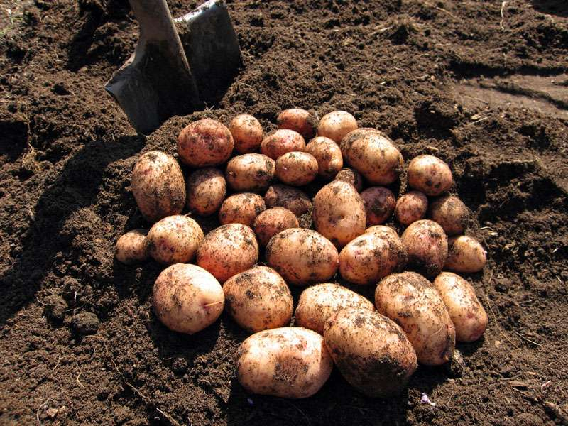 Усть-куломских детей эксплуатировали на уборке картофеля