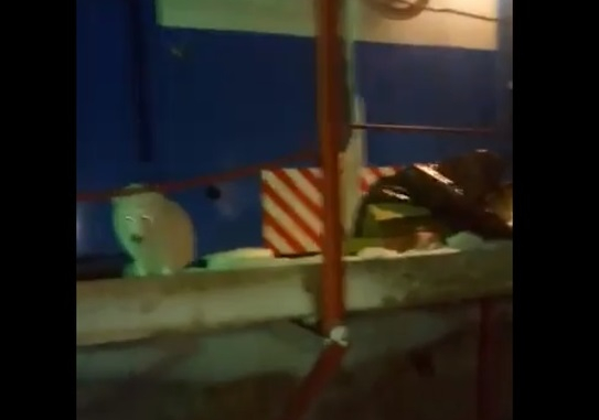 Появилось видео, как в Коми песец выпрашивает еду у вахтовиков