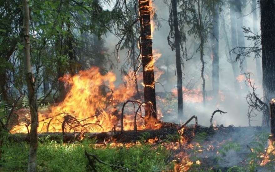 Стал известен штраф усть-цилемке за то, что спалила 12 гектаров леса