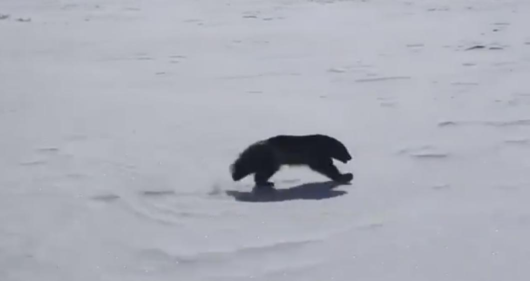 В Коми путешественники на снегоходе засняли хищное животное (видео)