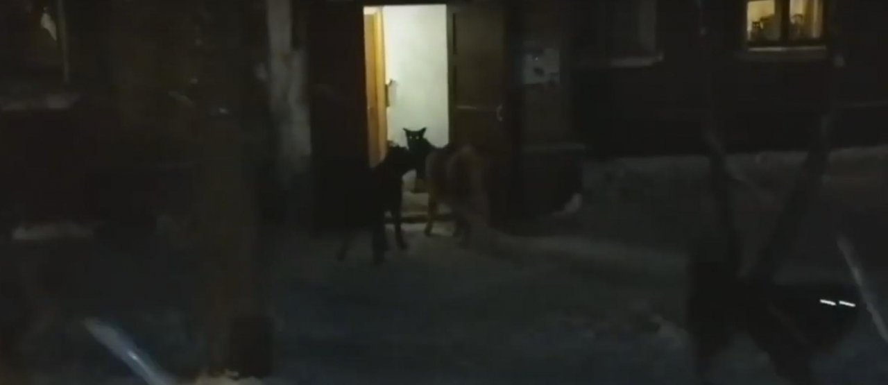 В Сосногорске свора собак заблокировали выход одного из домов