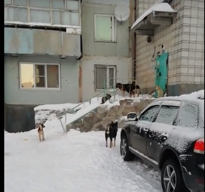 Появилось видео, как стая собак перекрыла вход в подъезд в Коми