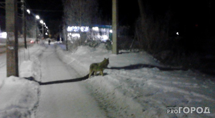 В Сосногорском районе на глазах у женщины волки разорвали ее собаку