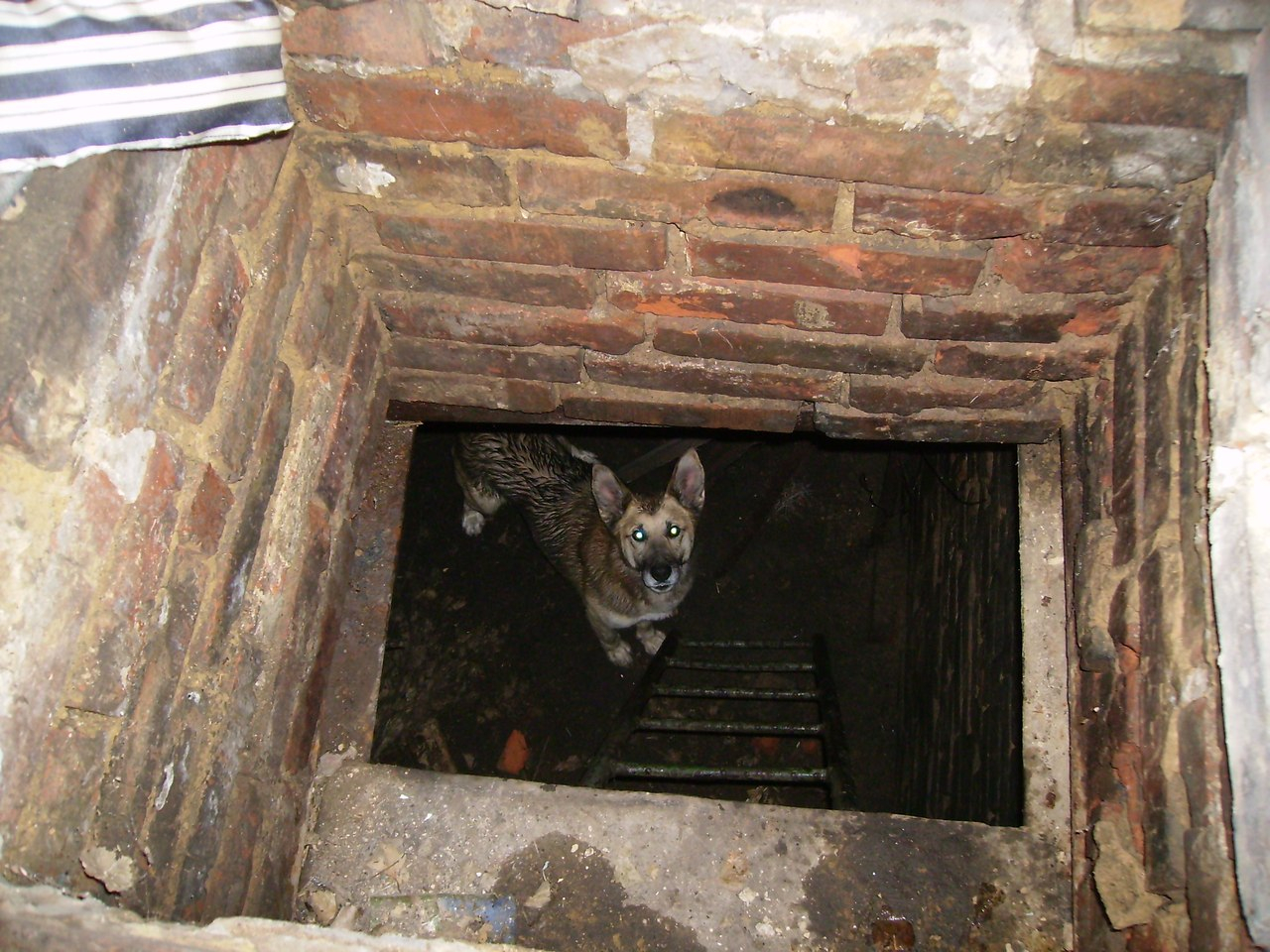 Ухтинка: Собака в подвале выла от голода трое суток, ЖКХ игнорило пока пес не умер