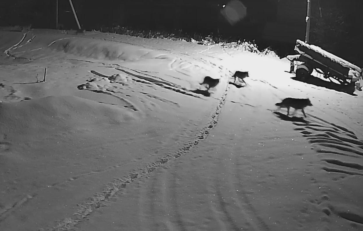 Появилось видео, как стая волков рыскала по селу в Коми