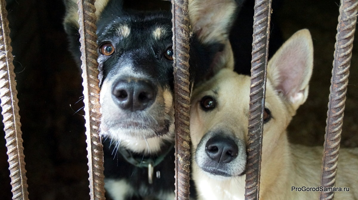 Нужна помощь: в Коми в приюте мерзнут и голодают 160 собак