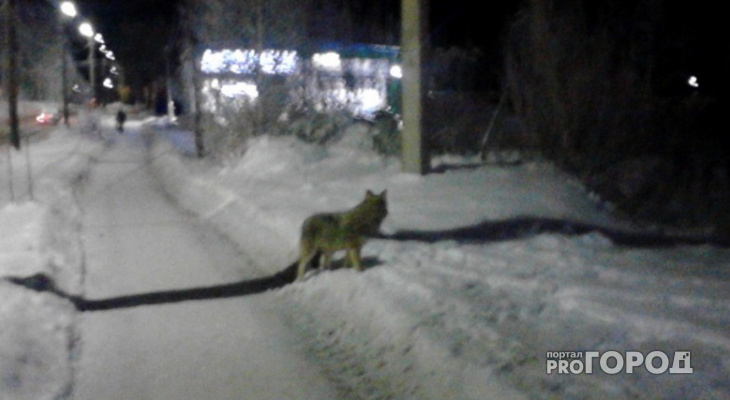 Жители Коми ночью отгоняли от села стаю волков