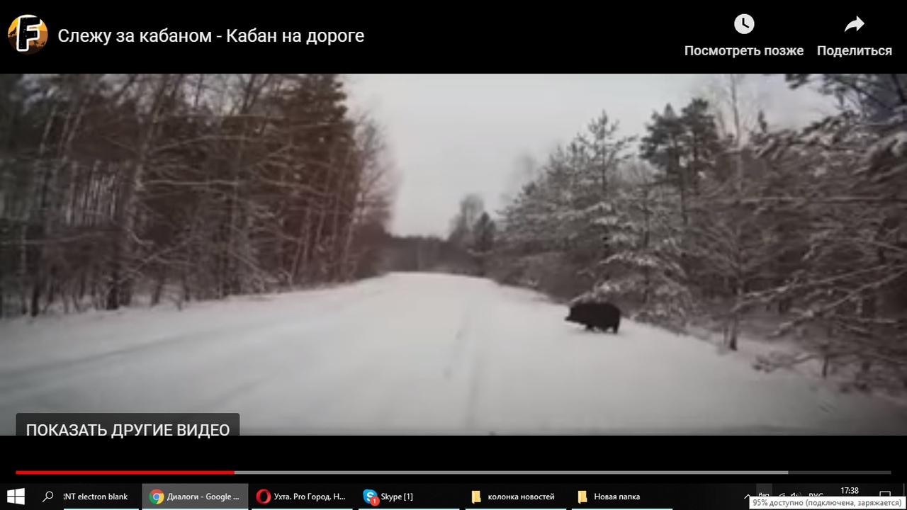 Появилось видео, как в Коми по дороге бегает черный кабанчик