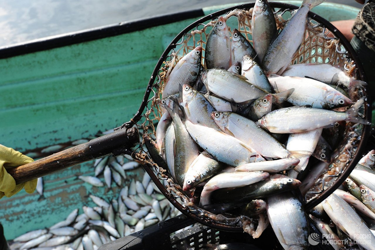 Госдума приняла закон о любительской рыбалке