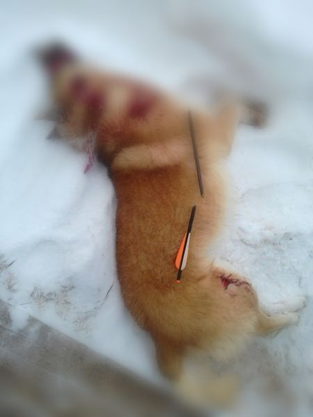 В Коми ночью застрелили стрелой и забили ножом собаку