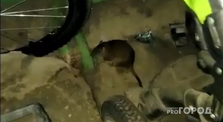 Фото к статье: Жители Коми пострадали от укусов грызунов