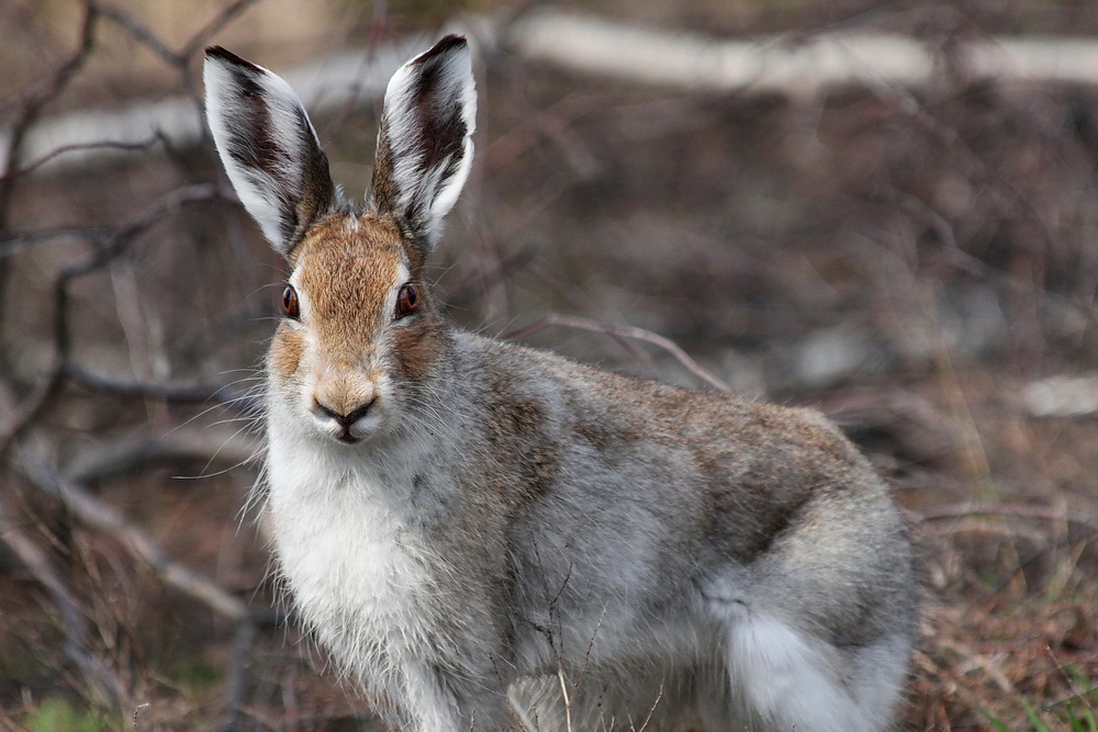 Сосногорца покусал заяц. От каких диких животных страдают жители Коми?