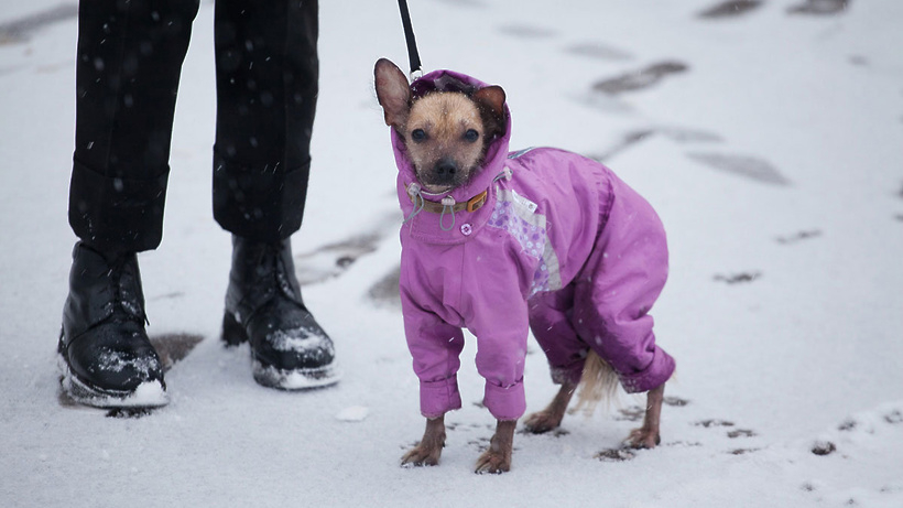 Советы ухтинцам по выгулу собак на морозе