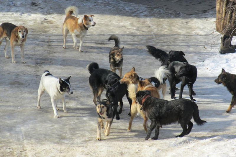 Ухтинцев продолжают пугать стаи собак (есть видео)