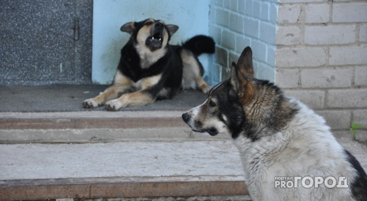 Жители Сосногорска: "Бездомные собаки по всему городу бросаются на детей"