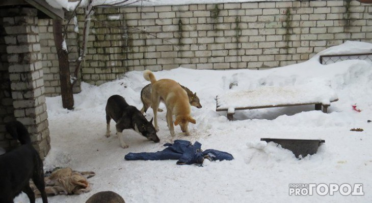 В Сосногорске на ребенка напала стая обезумевших псов