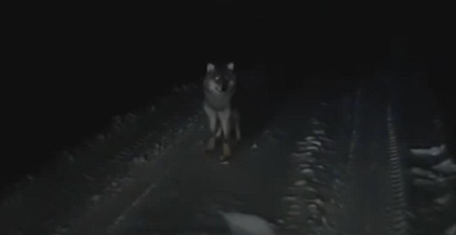 Появилось видео встречи с волком на повороте на Ухту