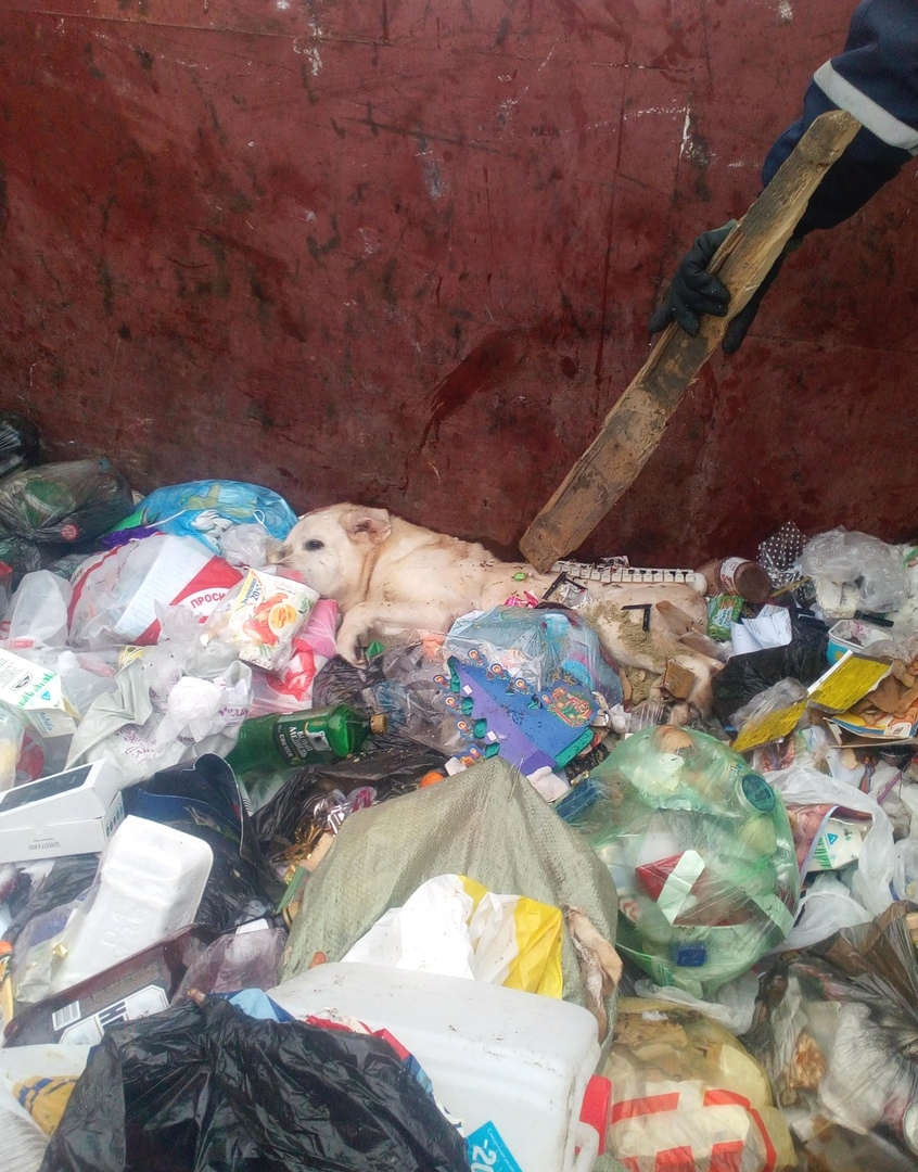 В Коми в мусорку у детсада выбросили породистого пса и придавили его диваном