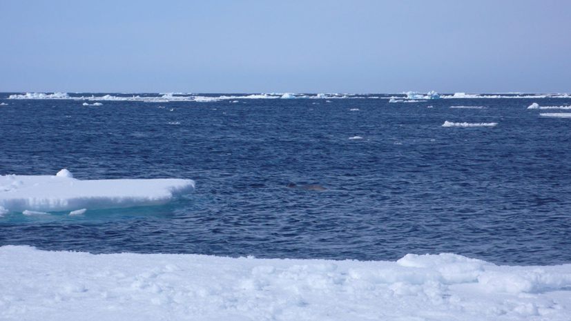 Потепление в Арктике оказалось быстрее глобального в четыре раза