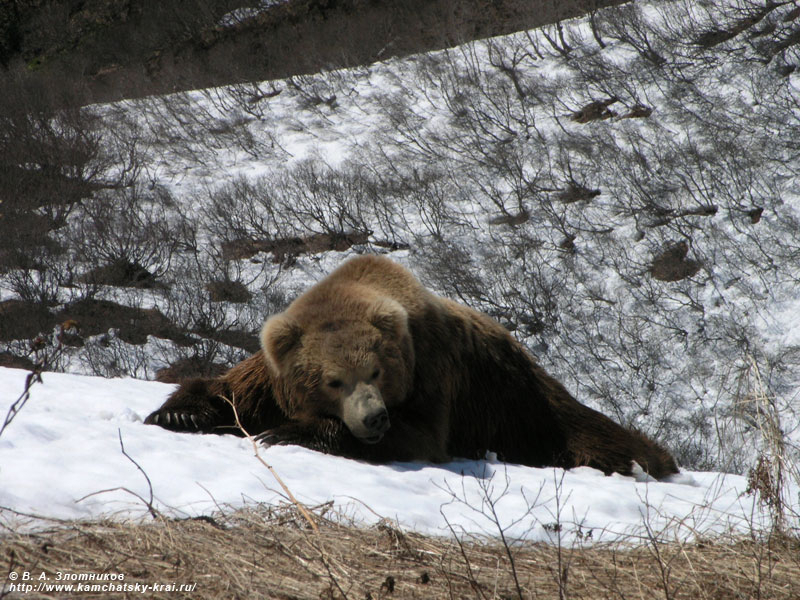 В Коми проснувшиеся медведи пойдут к свалкам в середине апреля