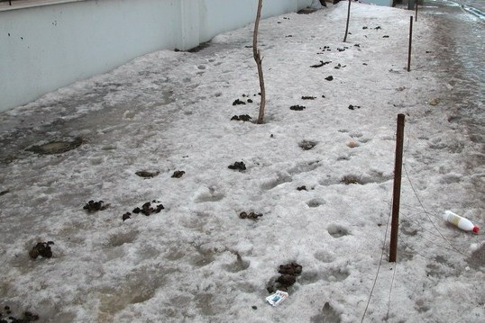 Жители Сосногорска предложили собаководам флешмоб - убрать фекалии за своими псами