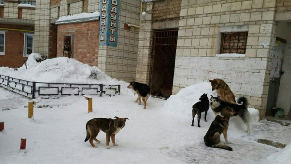 На прямой линии в Ухте обсудили решения проблемы с бездомными псами