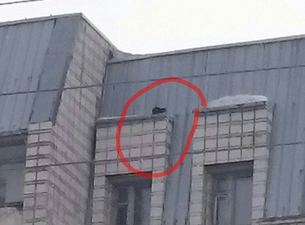 В Коми спасали кота с крыши девятиэтажного дома