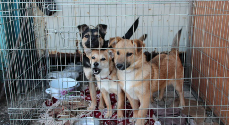 В Ухте в приюте для собак опасная ситуация: срочно нужна помощь горожан