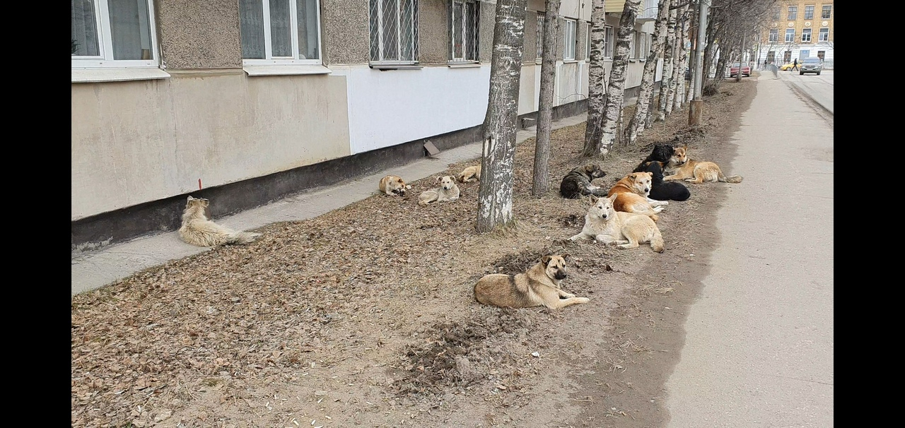 Стая бродячих собак вальяжно разлеглась около мэрии Ухты