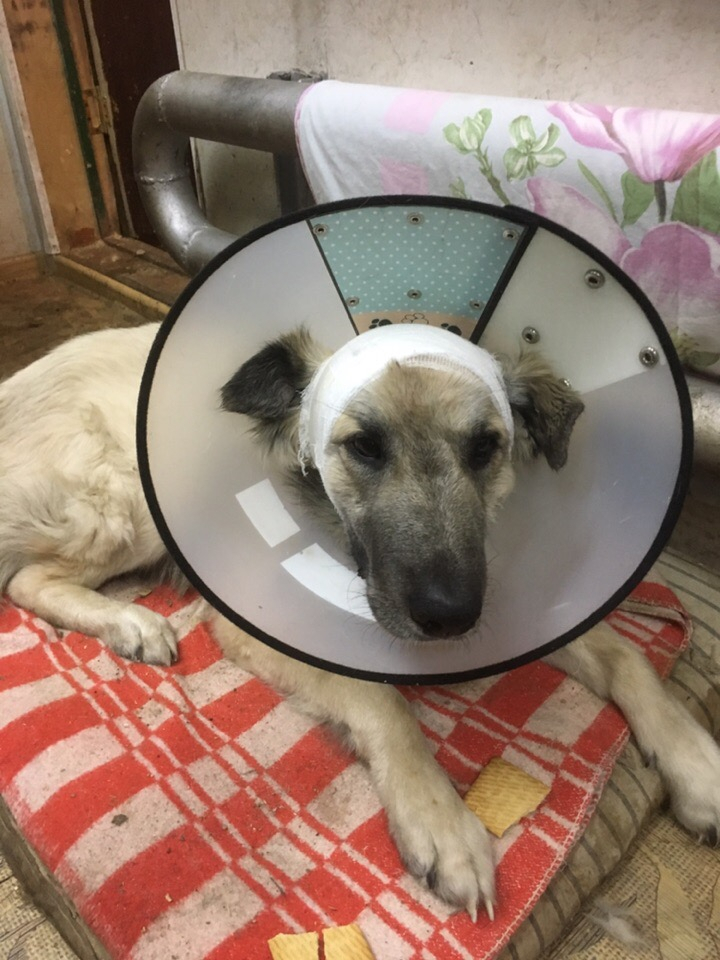 Волонтеры рассказали о состоянии пса, которого зверски изувечил житель Коми